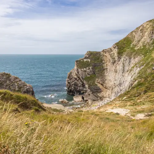 Grassy coastal cliff habitat