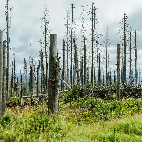 Specific Habitat Loss