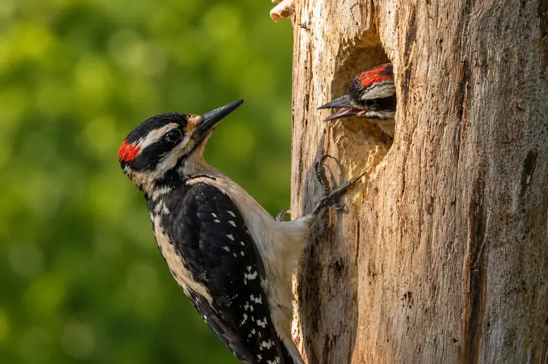 Hairy Woodpecker at its nest cavity