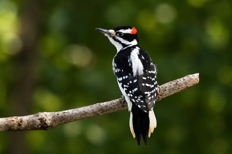 Hairy Woodpecker perched on a branch
