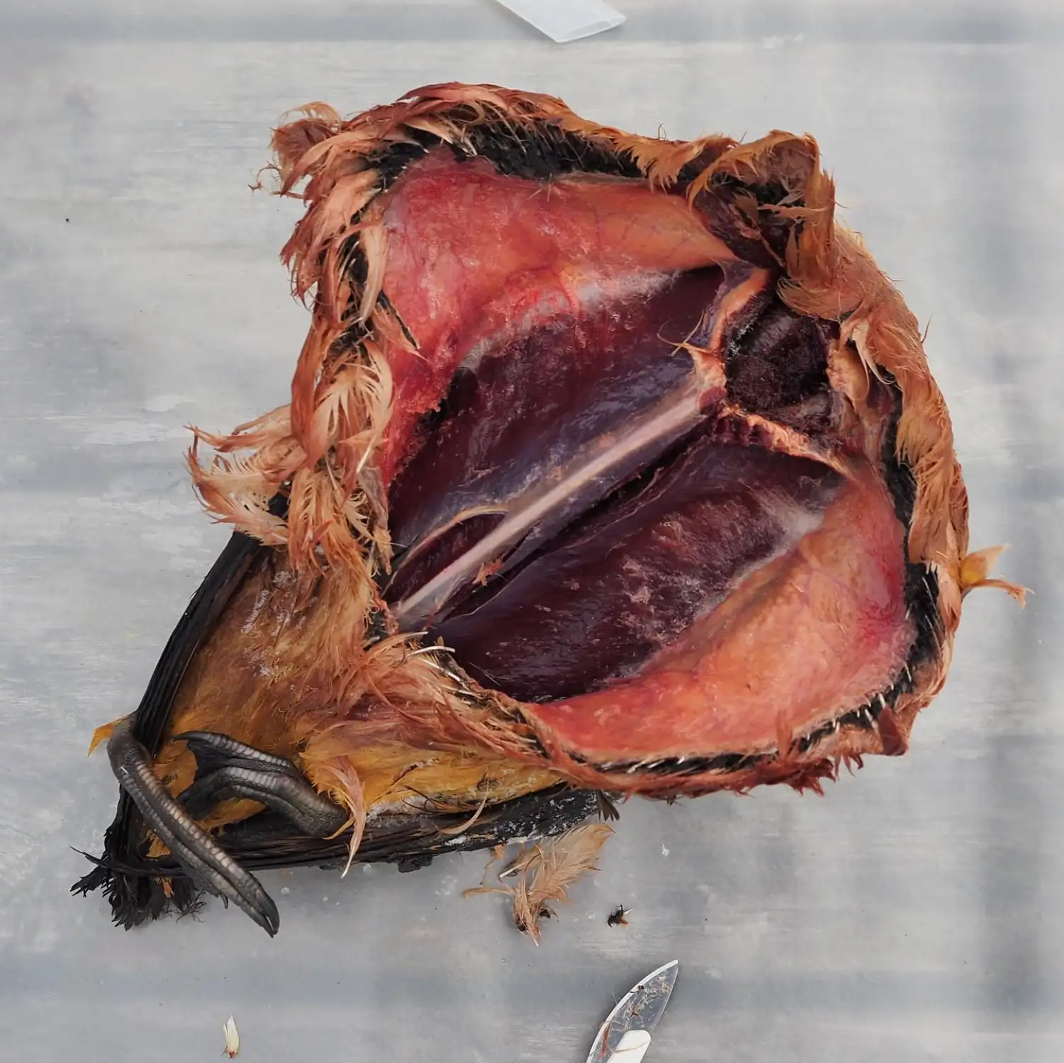 Traditional Greenlandic dish Kiviaq - view 2