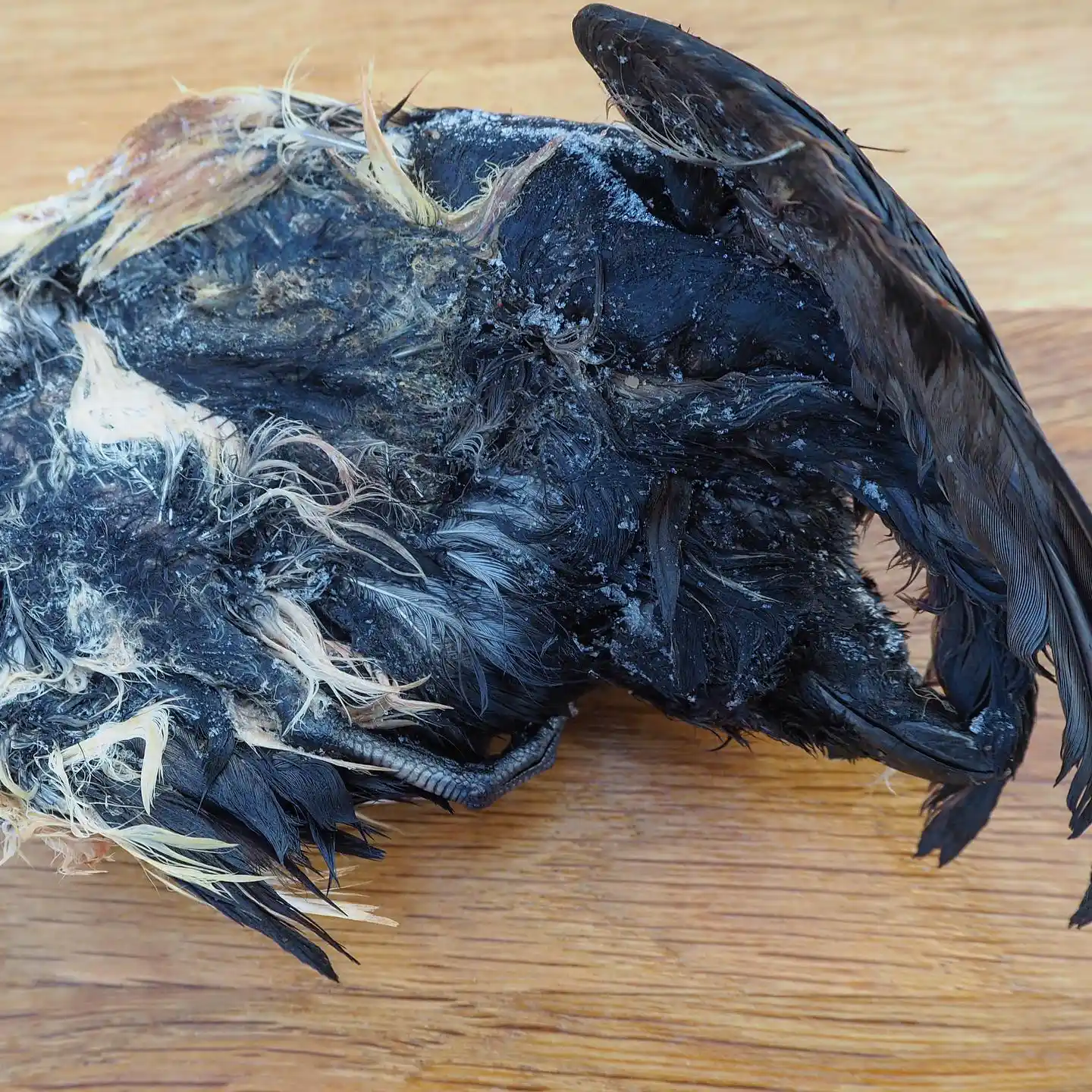 Traditional Greenlandic dish Kiviaq - view 3