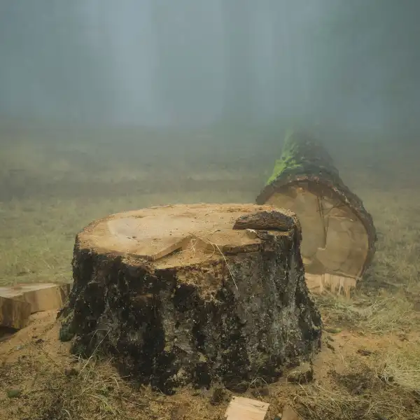 Loss of food sources