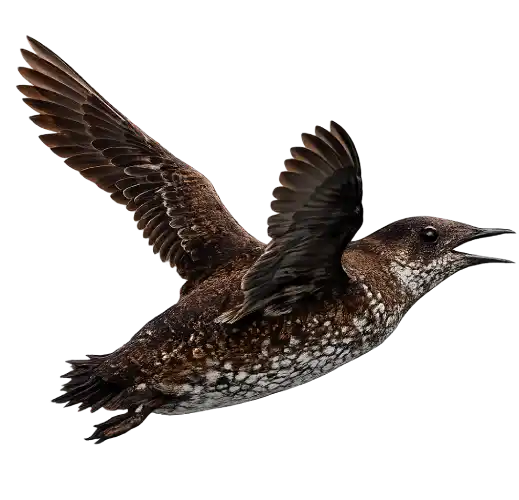 Marbled Murrelet