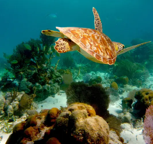Marine Protected Areas