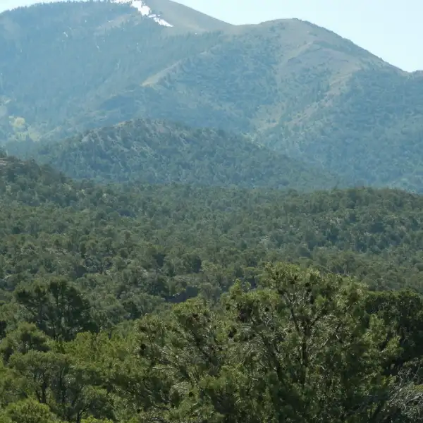 Mature beech forest canopy