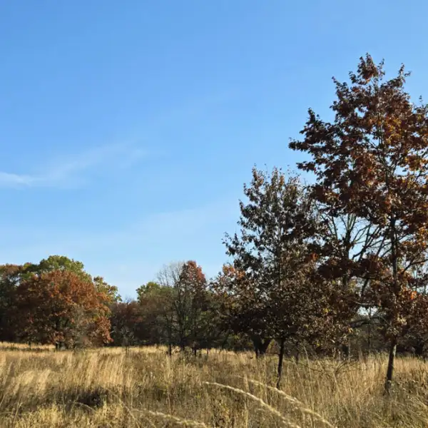 Open oak savanna habitat with scattered trees