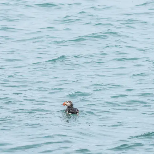 Open ocean habitat