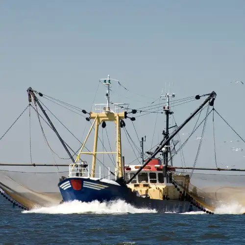 Overfishing