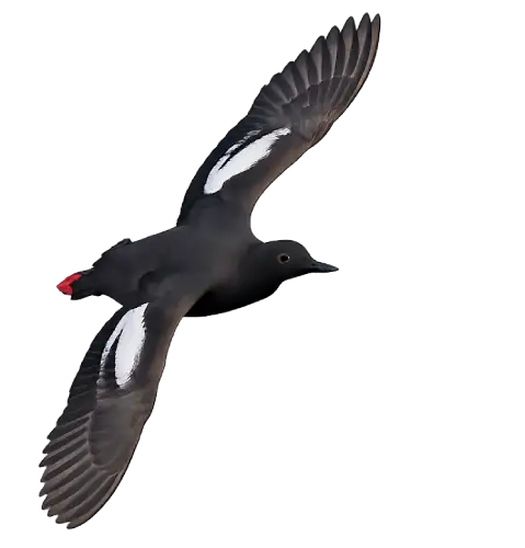 Pigeon Guillemot displaying its striking black plumage, white wing patch, and bright red legs