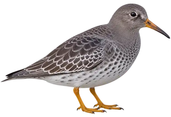 Purple Sandpiper