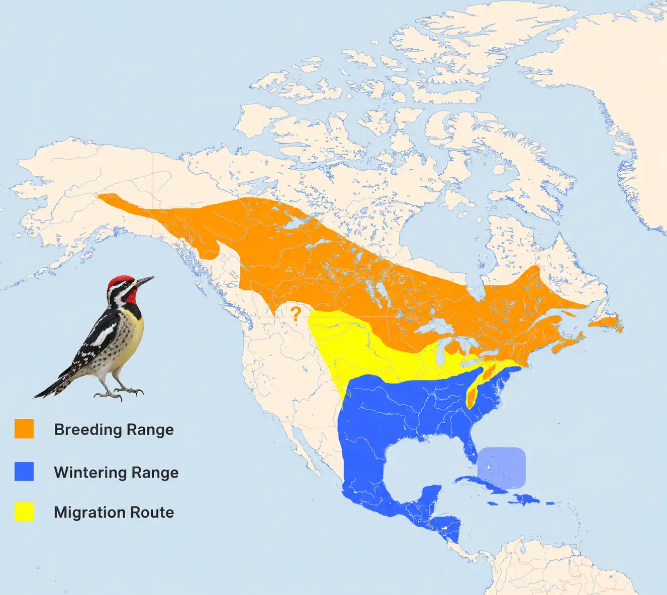 Distribution map of the Yellow-bellied Sapsucker covering North and Central America