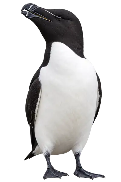 Razorbill displaying its distinctive black-and-white plumage and thick, blunt bill with white lines