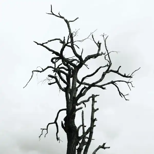 Removal of dead trees and branches