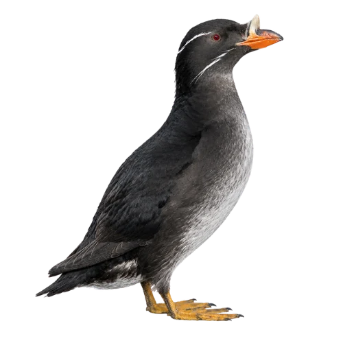 Rhinoceros Auklet