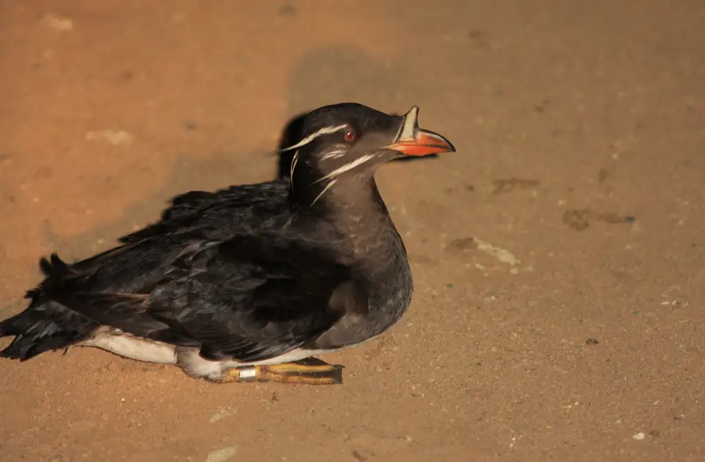 Rhinoceros Auklet standing on a sandy beach