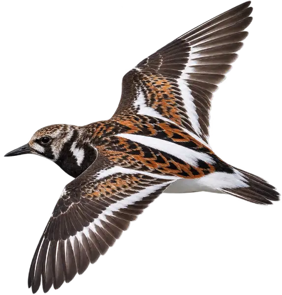 Ruddy Turnstone