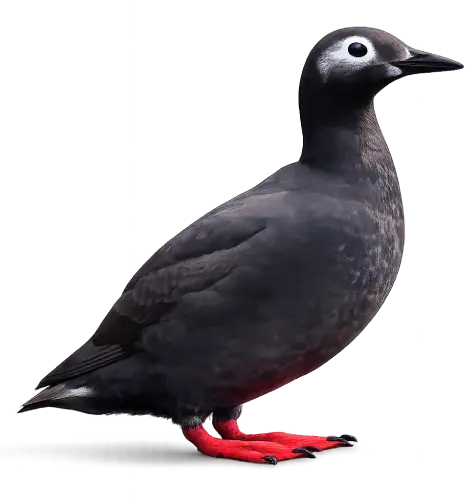 Spectacled Guillemot