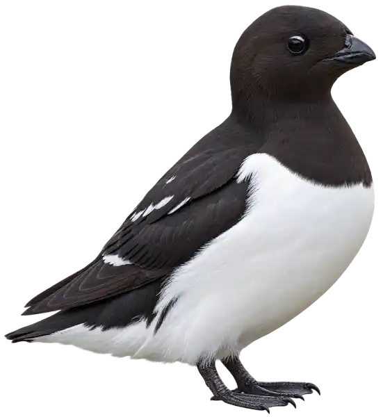 Illustration of a Little Auk featuring stark black and white plumage and a stubby bill