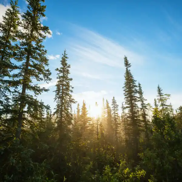 Mixed woodland in Alaska