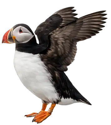 Atlantic Puffin
