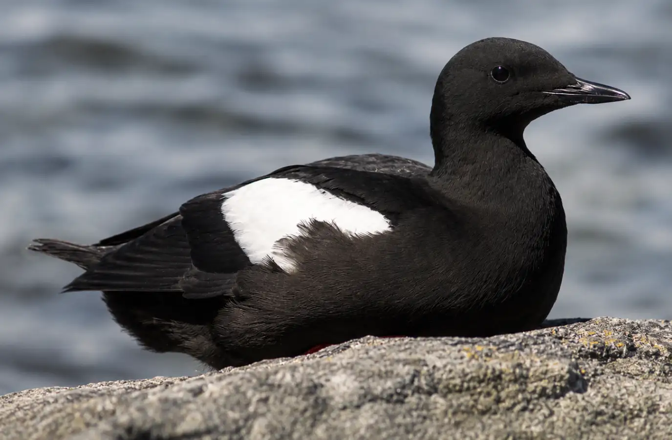 Black Guillemot standing on a coastal rock displaying red legs