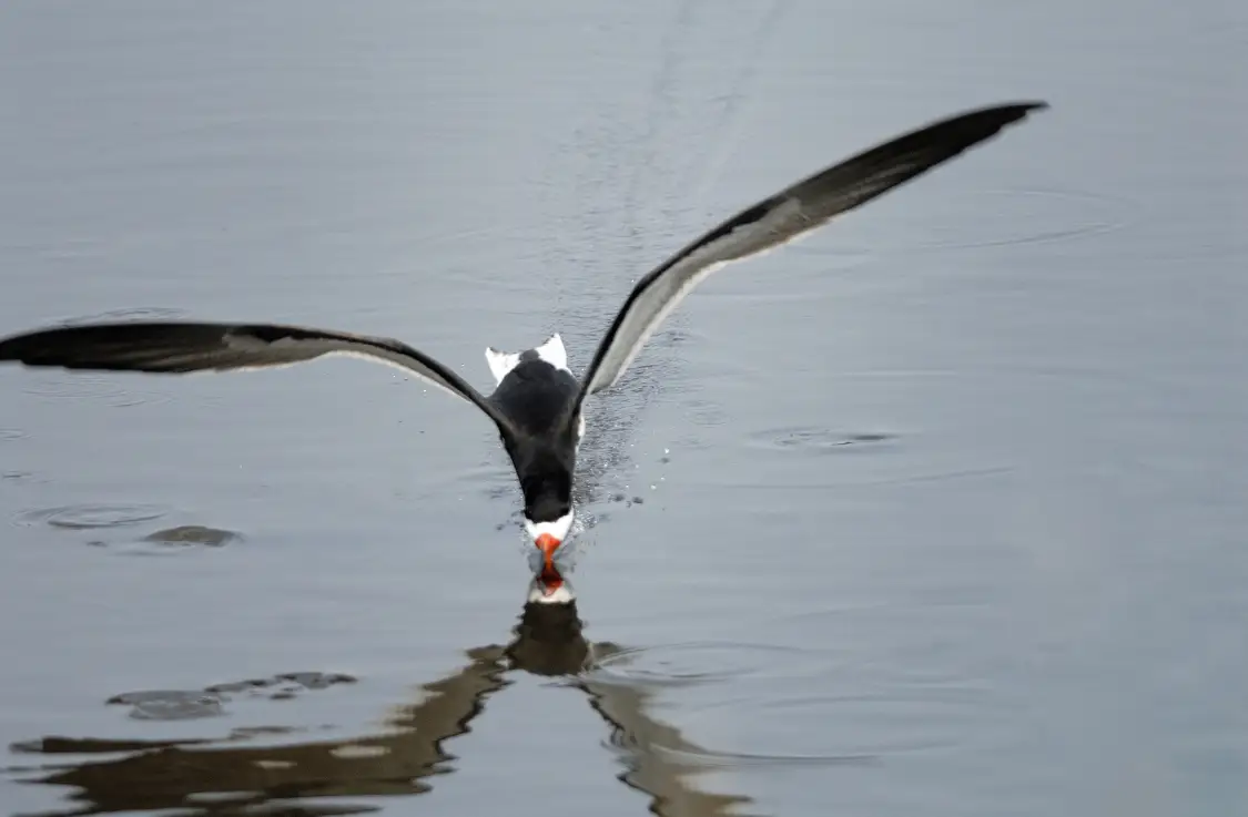 Black Skimmer flying with wings spread, lower beak in the water