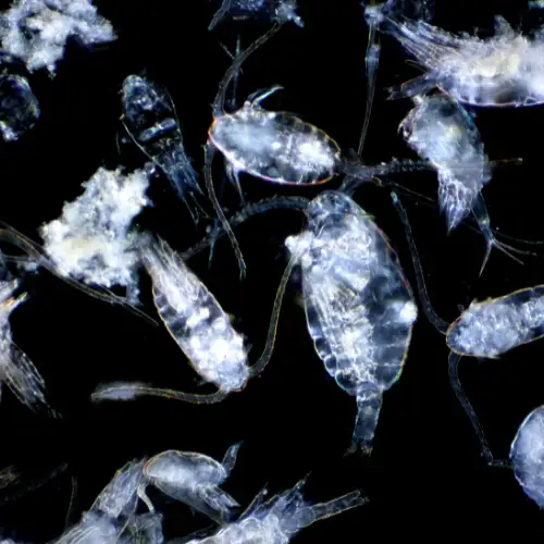 Copepods