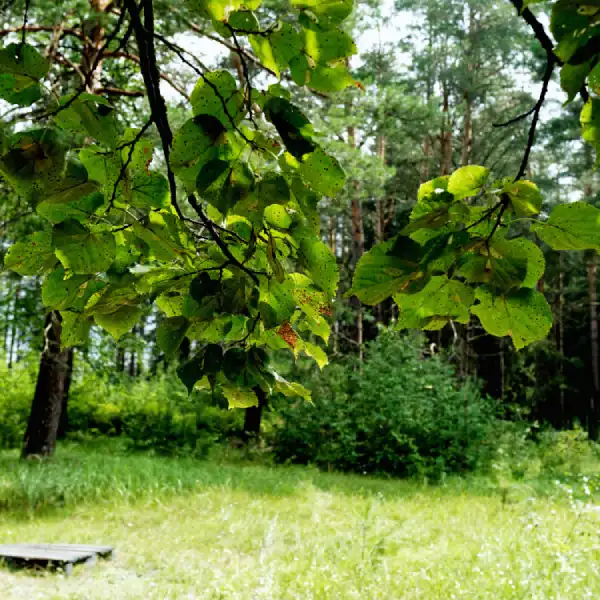 Open forest edge and clearing