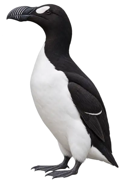 Great Auk