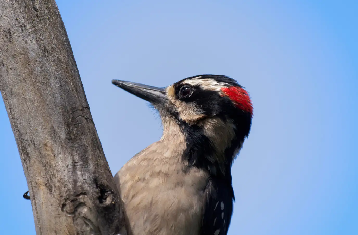 Hairy Woodpecker scaling a tree trunk