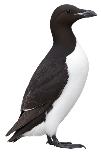 Thick-billed Murre