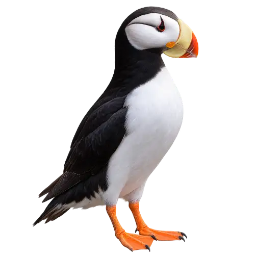 Horned Puffin