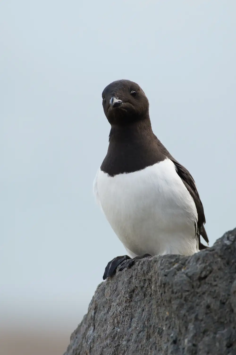 Little Auk standing upright on a rocky coastal ledge