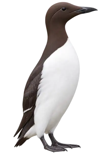 Common Murre