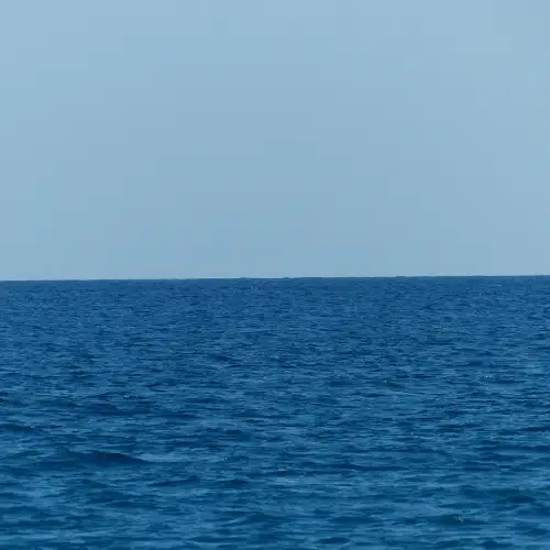 Razorbill swimming in the open North Atlantic ocean