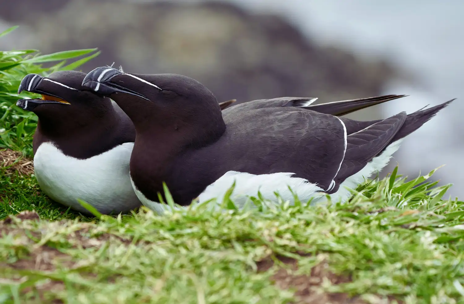 Razorbill couple showing thick black and white feathers
