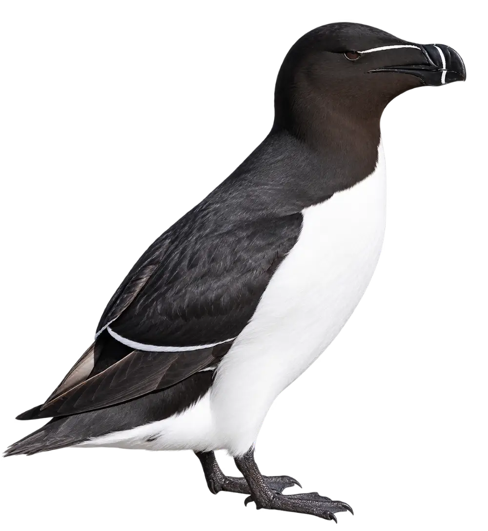 Razorbill