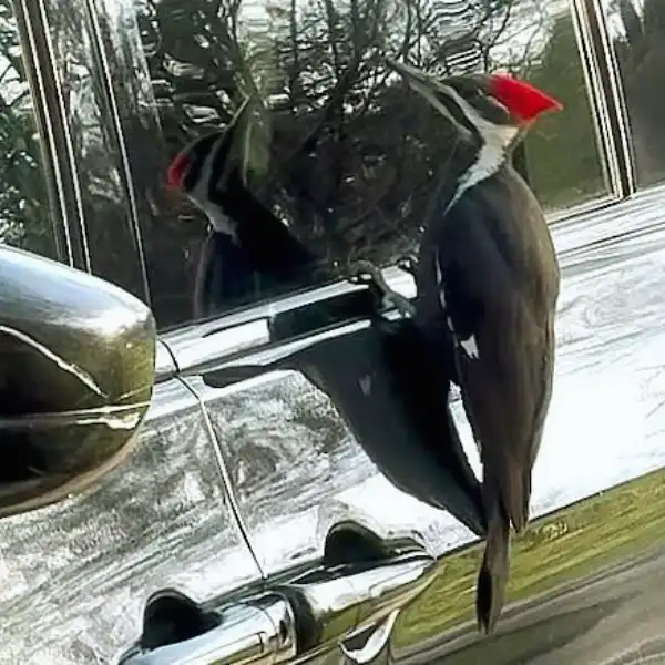 Collisions with cars
