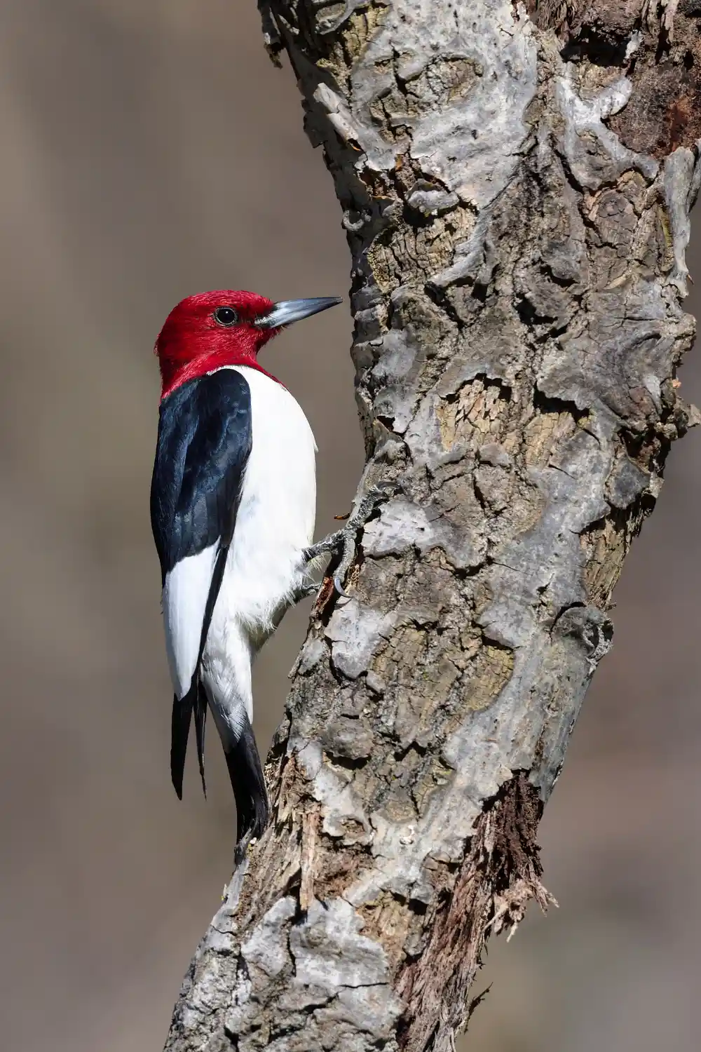 Red-headed woodpecker searching for food on a tree trunk