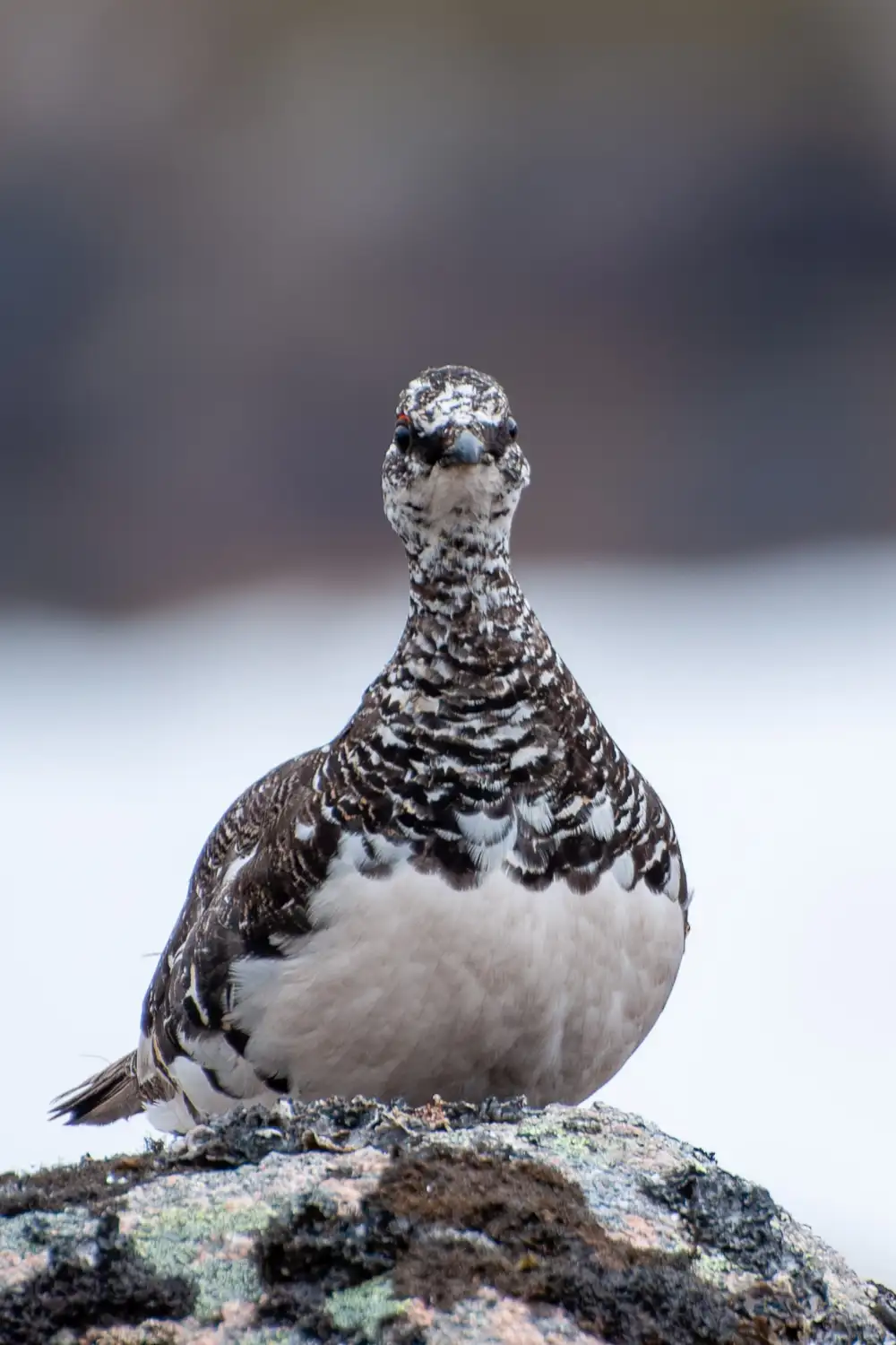 Rock Ptarmigan standing on a rocky mountain slope
