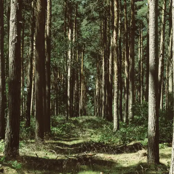 Habitat fragmentation