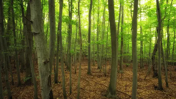 Mature forest woodland habitat