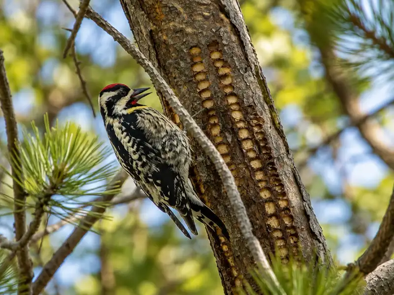 Sapsucker foraging in a pine tree