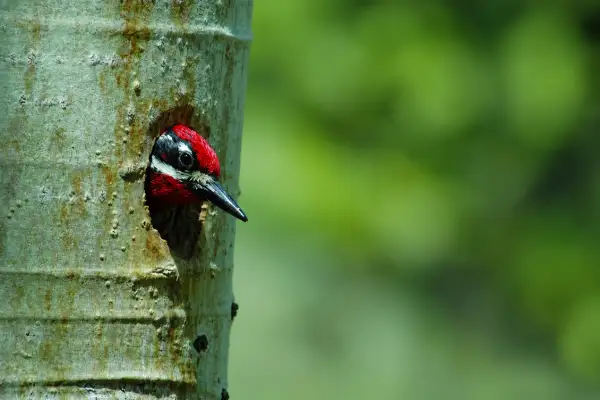 Yellow-bellied Sapsucker tending its nest inside a tree