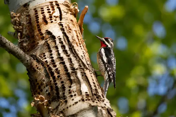 Yellow-bellied Sapsucker peeking out of a nesting cavity