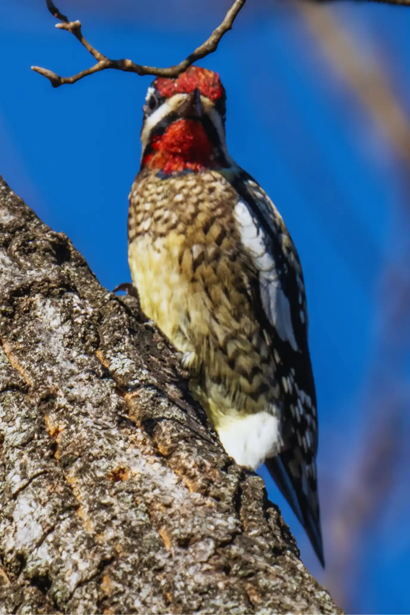 Yellow-bellied Sapsucker perched against a blue sky