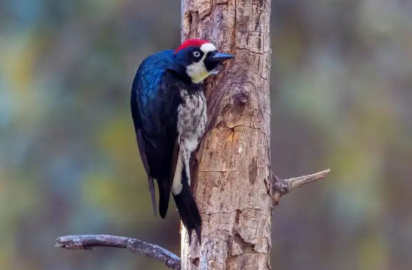 Acorn Woodpecker climbing a dead tree trunk, propped by its stiff tail