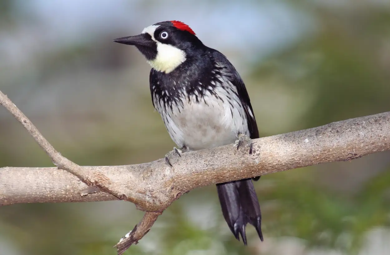 Acorn Woodpecker perched in daylight