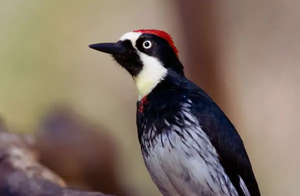 Close-up portrait of an Acorn Woodpecker, showing the pale eye and red crown